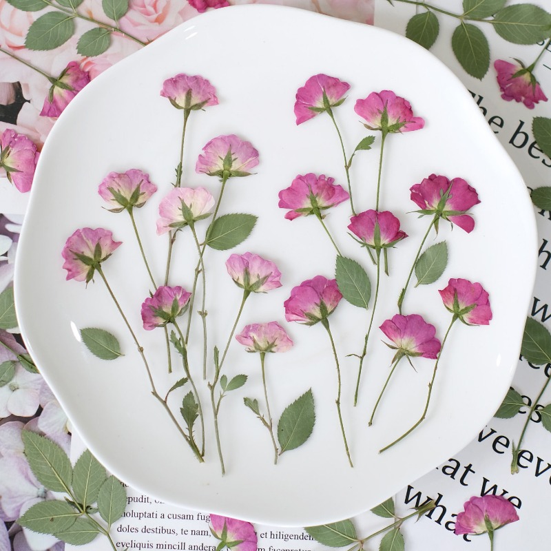Art Craft 2 Year Olds - 12pcs,Real Mini Rose Pressed Flowers Pink