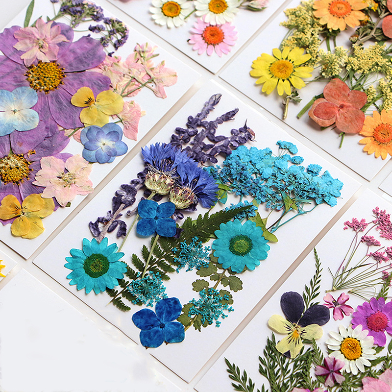 Art Craft 2 Year Olds - Dried Flowers Real Natural Plant Pressed