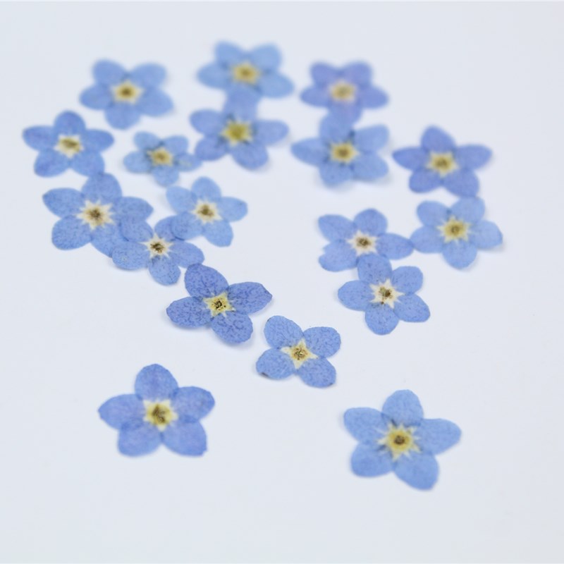 Art Craft 2 Year Olds - 20pcs/0.5-1cm,Pressed mini forget-me-not flowers petals,Nature Real
