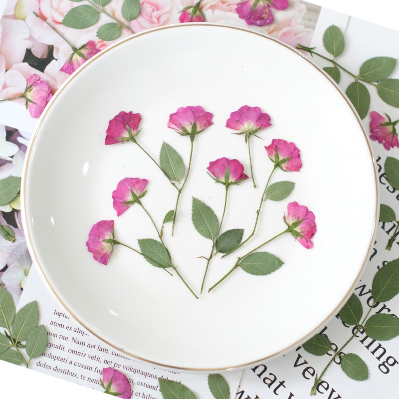 12pcs,Real Mini Rose Pressed F - Art Craft 2 Year Olds 评论和价格