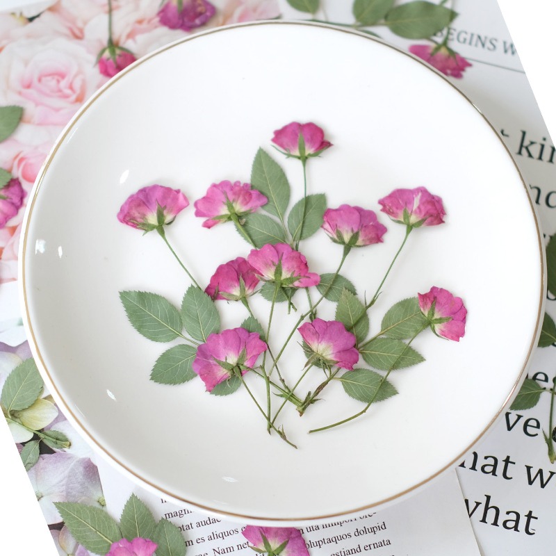 12pcs,Real Mini Rose Pressed F - Art Craft 2 Year Olds 评论和价格