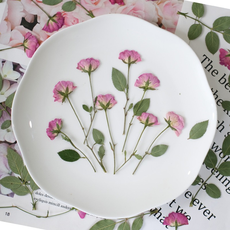 12pcs,Real Mini Rose Pressed F - Art Craft 2 Year Olds 评论和价格