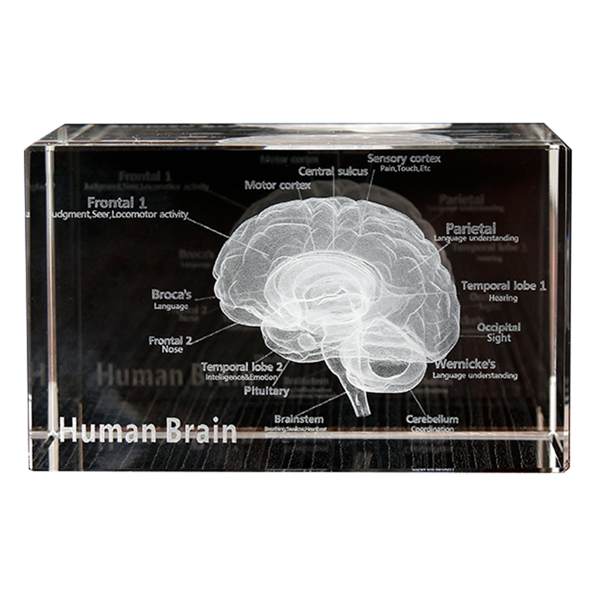 NEW Crystal 3D Brain Anatomica - Art And Craft Science 评论和价格