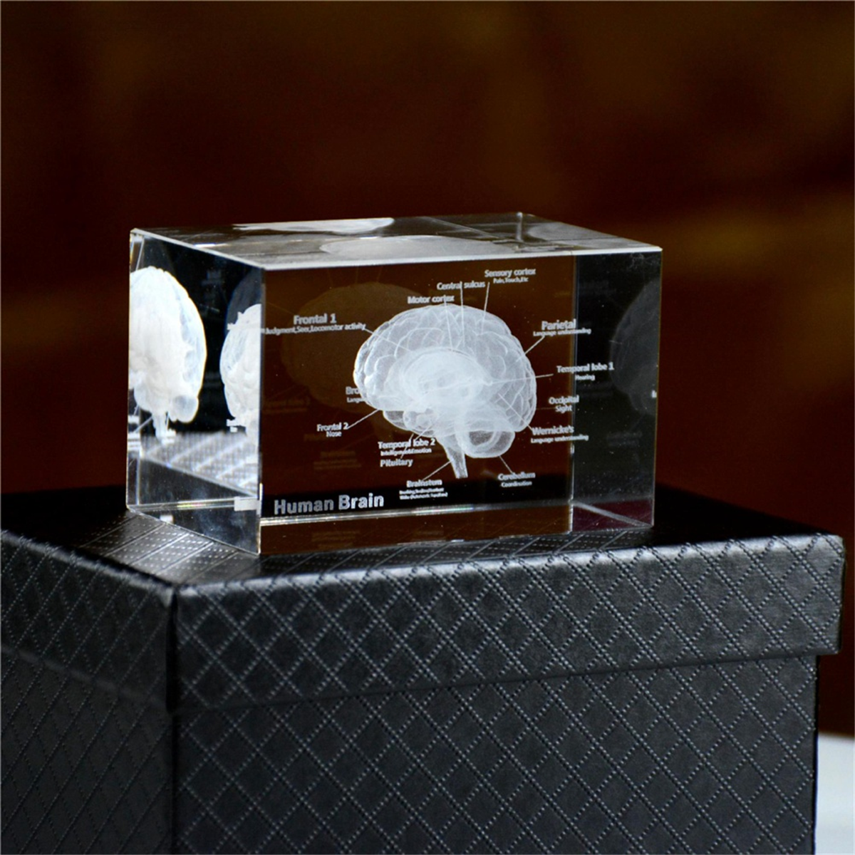 NEW Crystal 3D Brain Anatomica - Art And Craft Science 评论和价格
