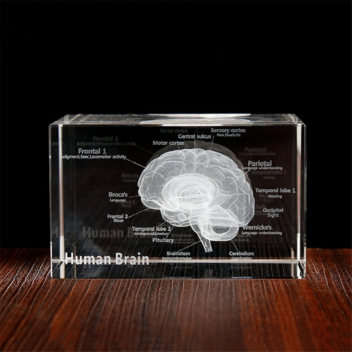 NEW Crystal 3D Brain Anatomica - Art And Craft Science 评论和价格