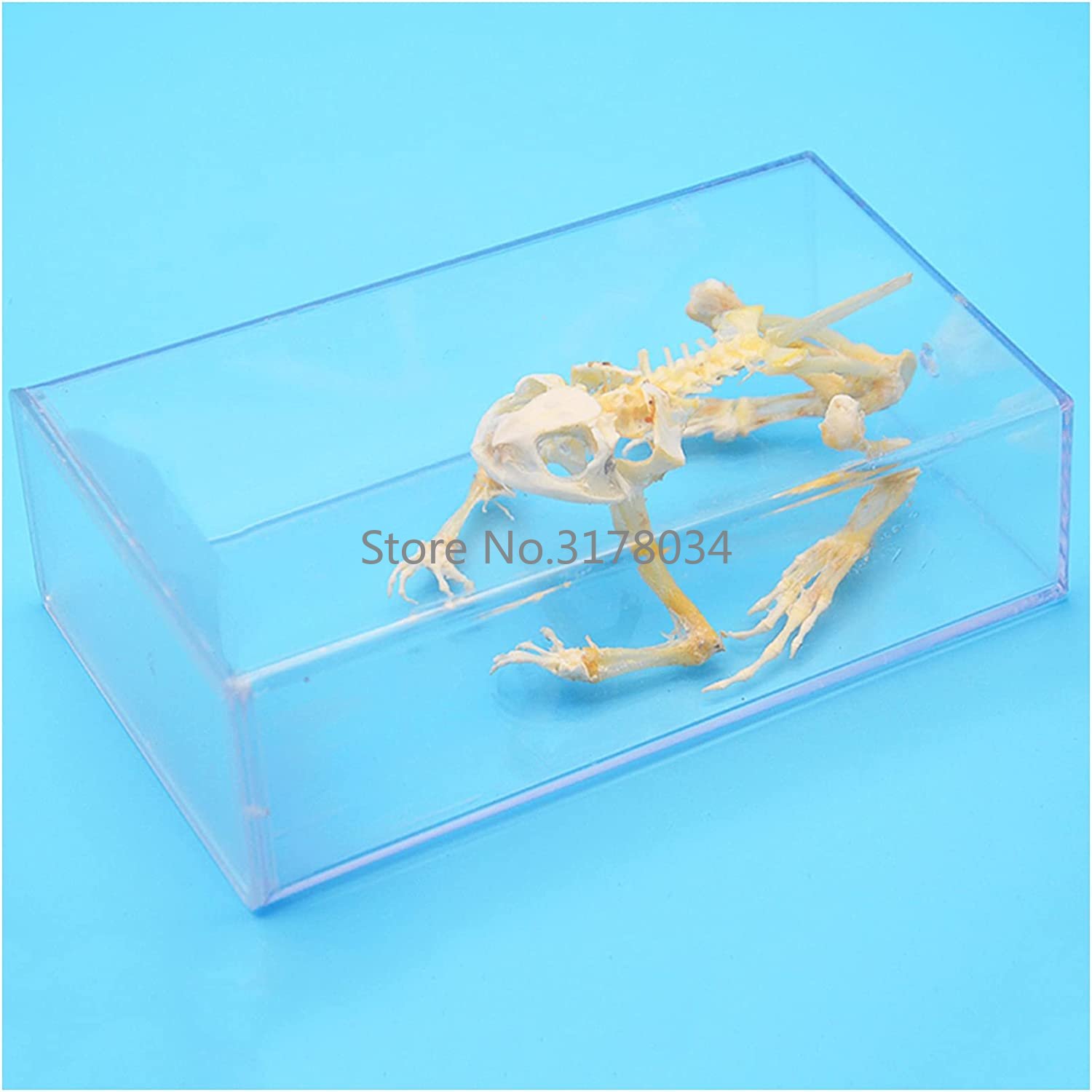 Animal Skeleton Model Frog Bon - Art And Craft Science 评论和价格