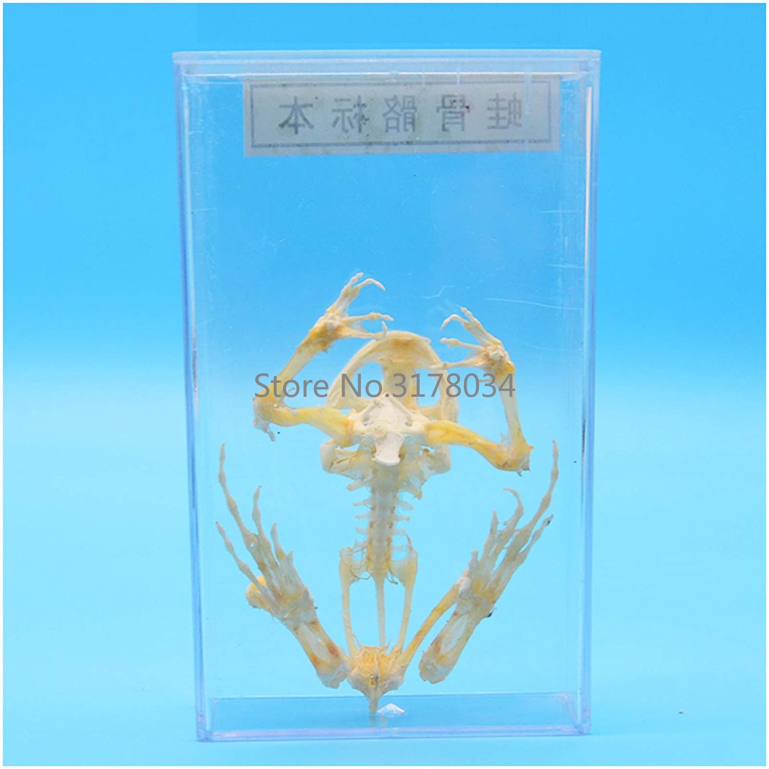 Animal Skeleton Model Frog Bon - Art And Craft Science 评论和价格