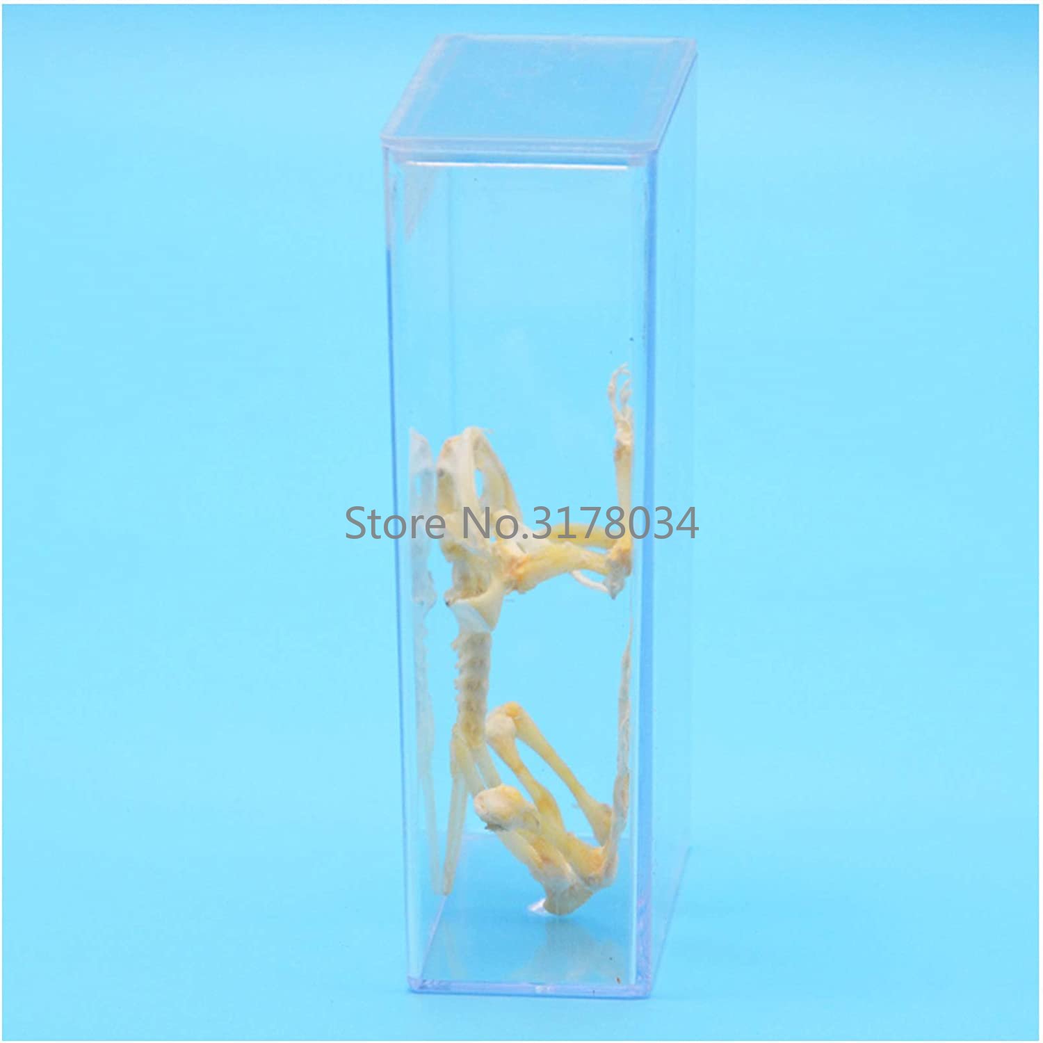 Animal Skeleton Model Frog Bon - Art And Craft Science 评论和价格