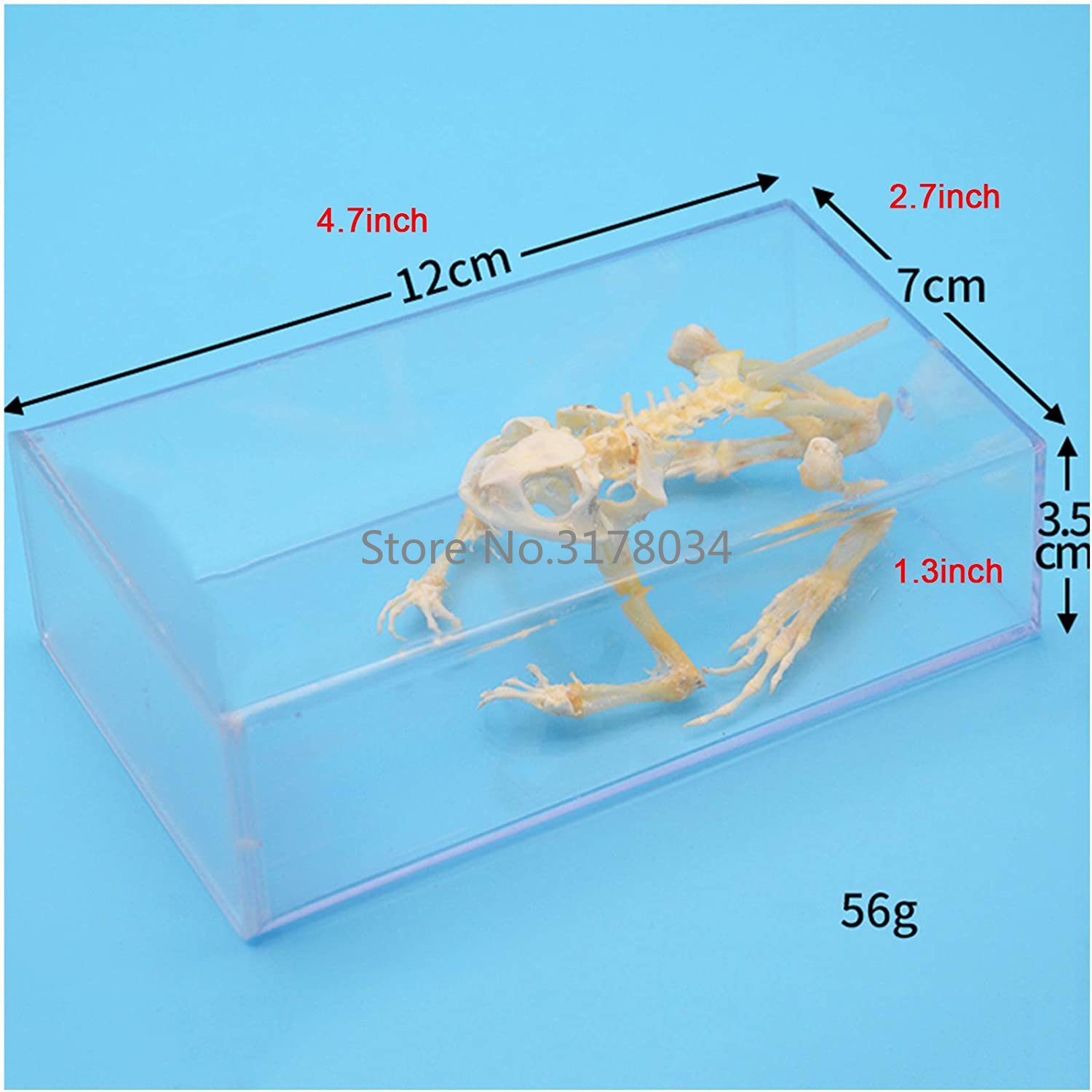 Animal Skeleton Model Frog Bon - Art And Craft Science 评论和价格