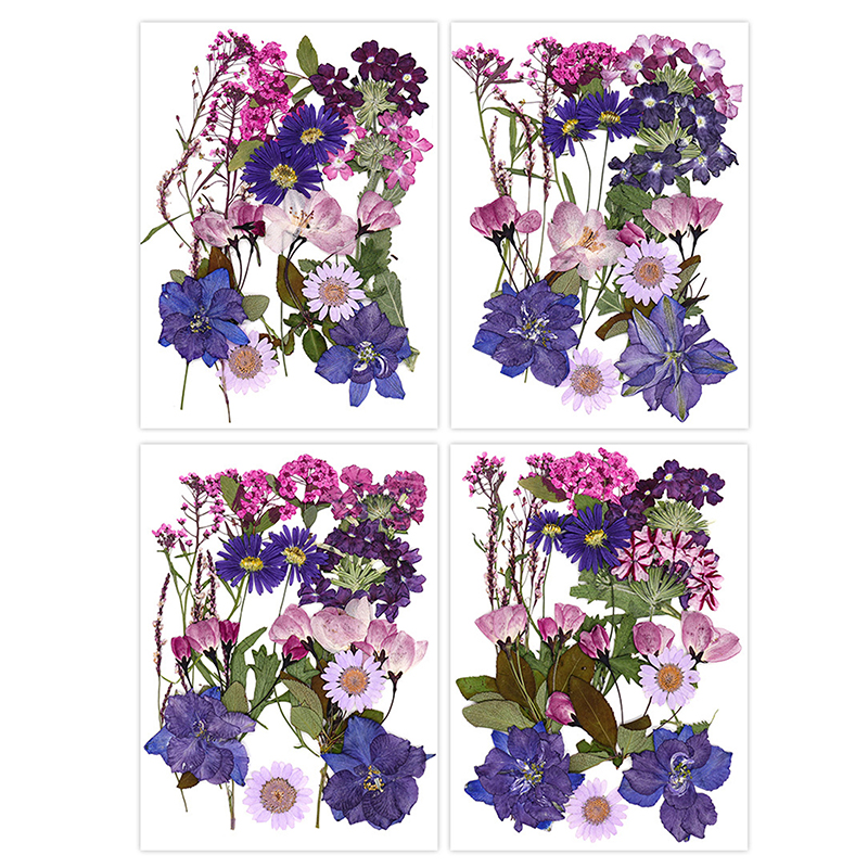 Dried Flowers Real Natural Pla - Art Craft 2 Year Olds 评论和价格