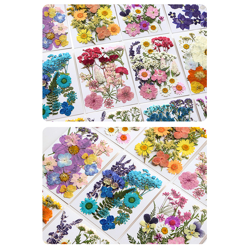 Dried Flowers Real Natural Pla - Art Craft 2 Year Olds 评论和价格