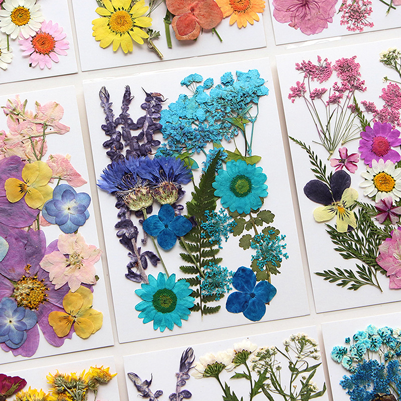 Dried Flowers Real Natural Pla - Art Craft 2 Year Olds 评论和价格