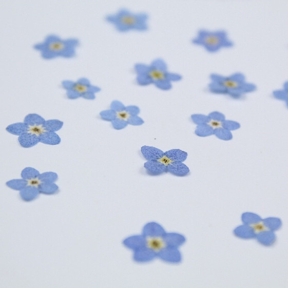 20pcs/0.5-1cm,Pressed mini for - Art Craft 2 Year Olds 评论和价格