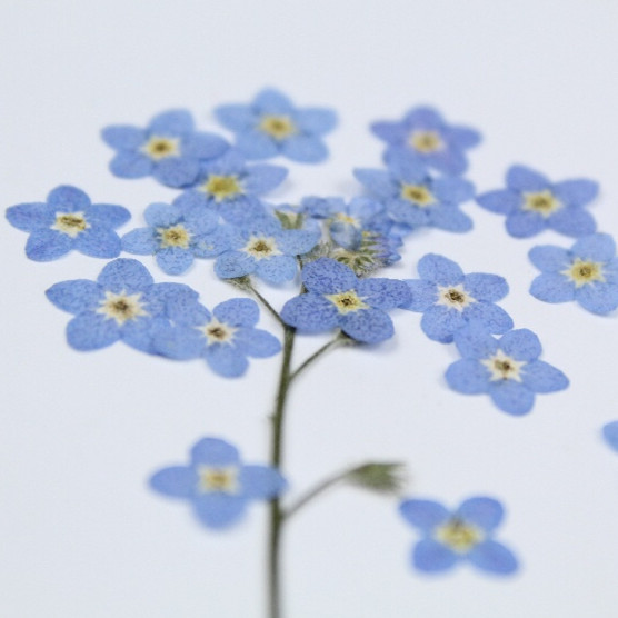 20pcs/0.5-1cm,Pressed mini for - Art Craft 2 Year Olds 评论和价格