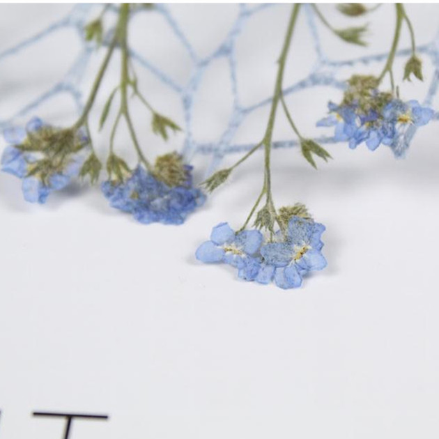 20pcs/0.5-1cm,Pressed mini for - Art Craft 2 Year Olds 评论和价格
