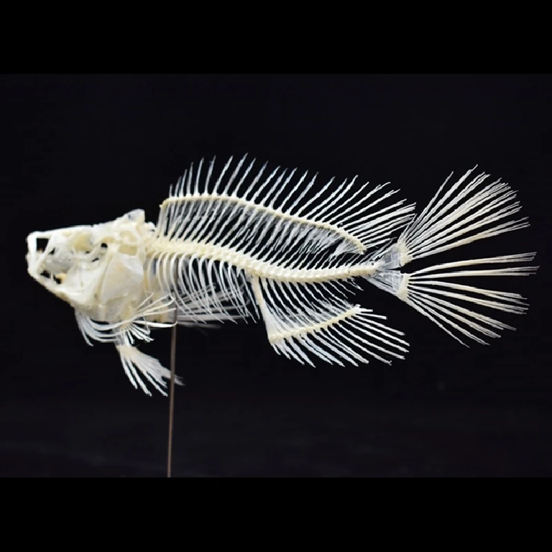 2043 Boutique Grouper Fish Ske - Art And Craft Science 评论和价格