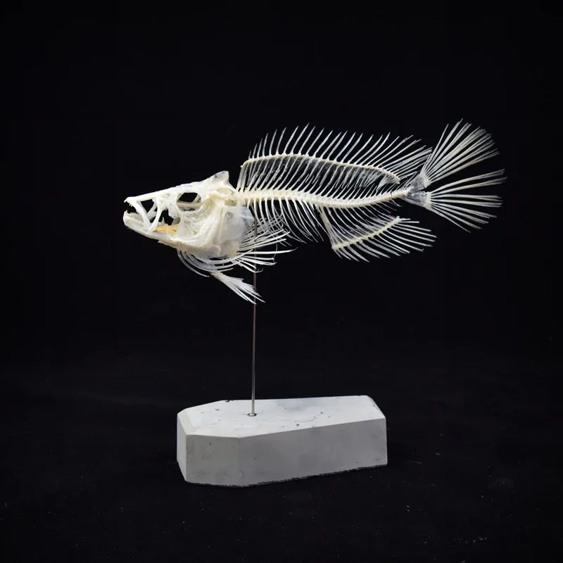 2043 Boutique Grouper Fish Ske - Art And Craft Science 评论和价格