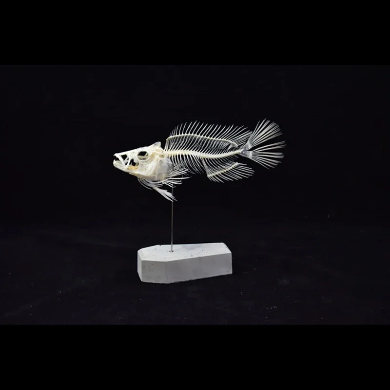2043 Boutique Grouper Fish Ske - Art And Craft Science 评论和价格