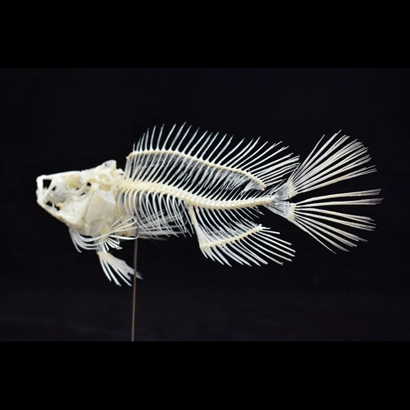 2043 Boutique Grouper Fish Ske - Art And Craft Science 评论和价格