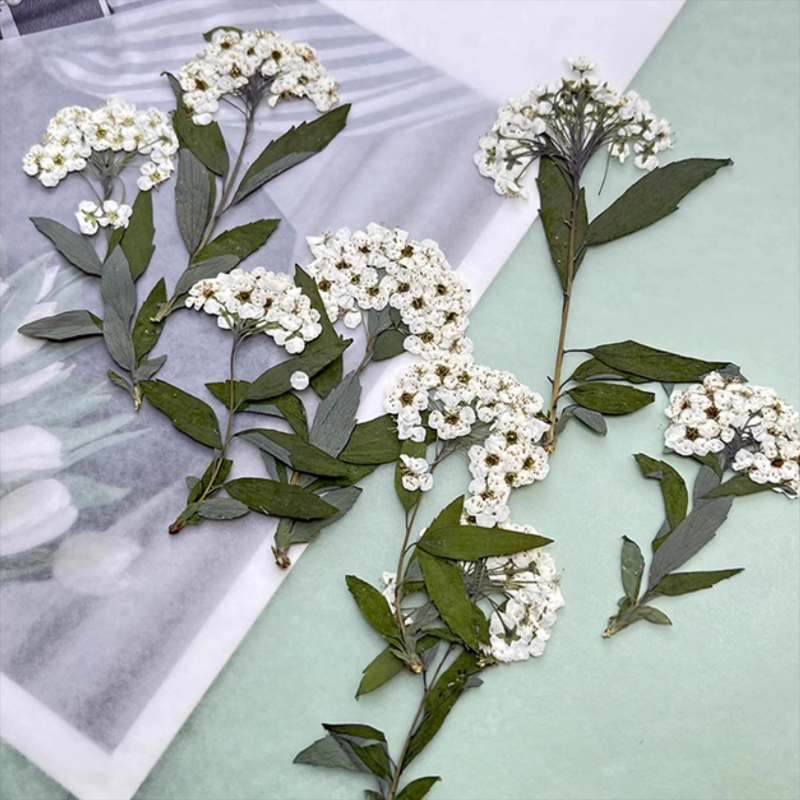 12pcs,nature Spiraea&Daffodil  - Art Craft 2 Year Olds 评论和价格