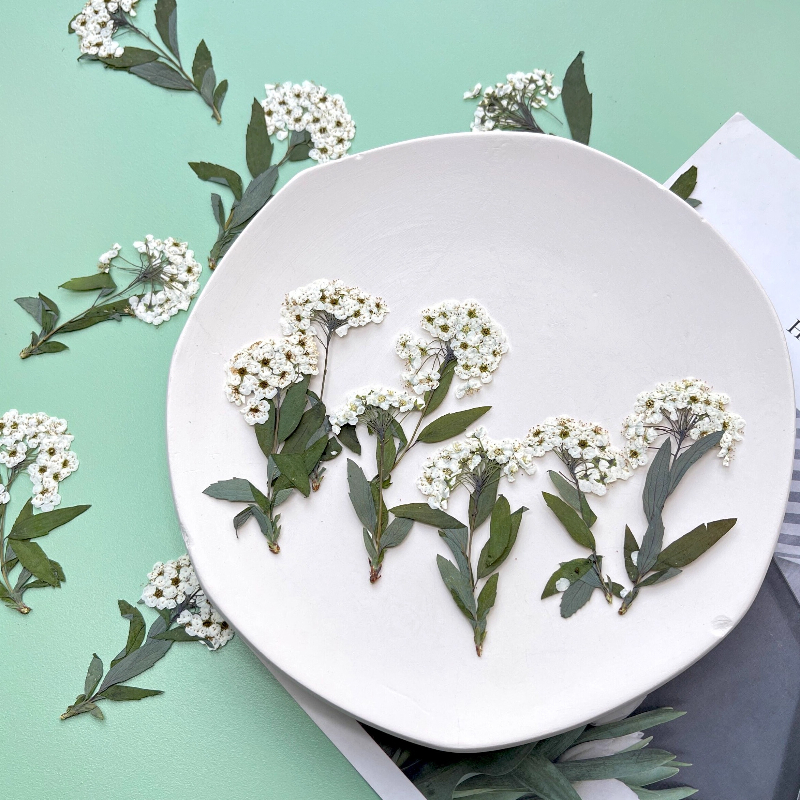 12pcs,nature Spiraea&Daffodil  - Art Craft 2 Year Olds 评论和价格