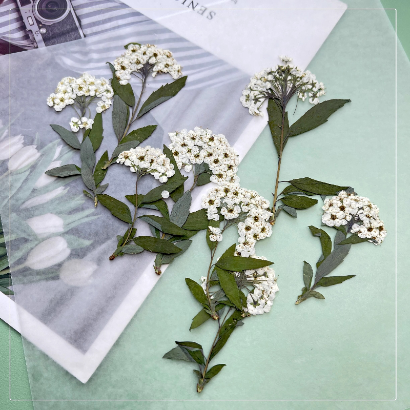 12pcs,nature Spiraea&Daffodil  - Art Craft 2 Year Olds 评论和价格
