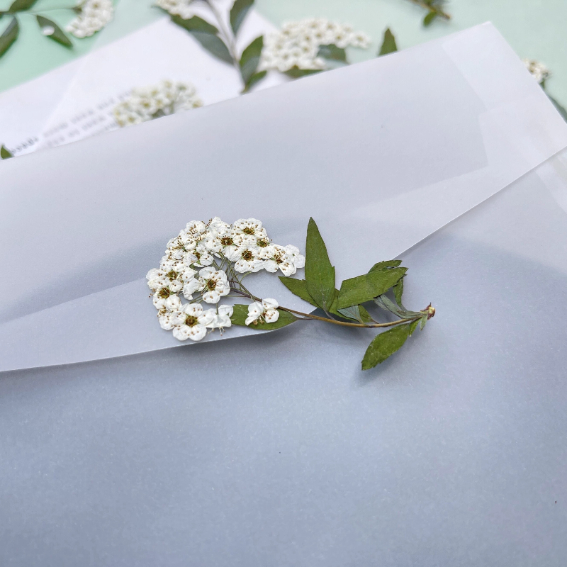 12pcs,nature Spiraea&Daffodil  - Art Craft 2 Year Olds 评论和价格