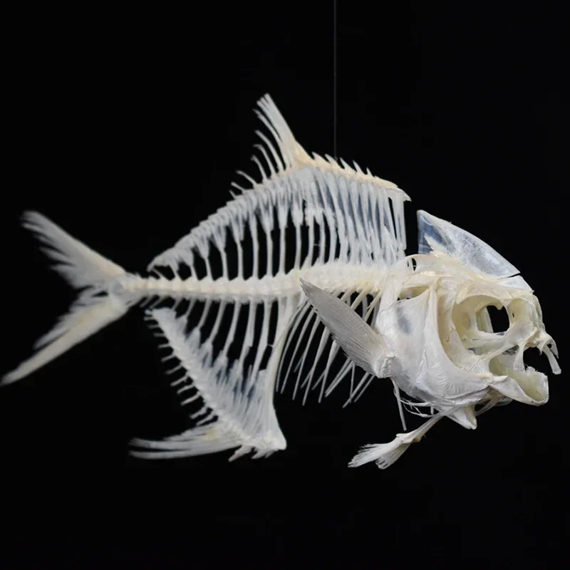 2021 Golden Pomfret Fish Skele - Art And Craft Science 评论和价格