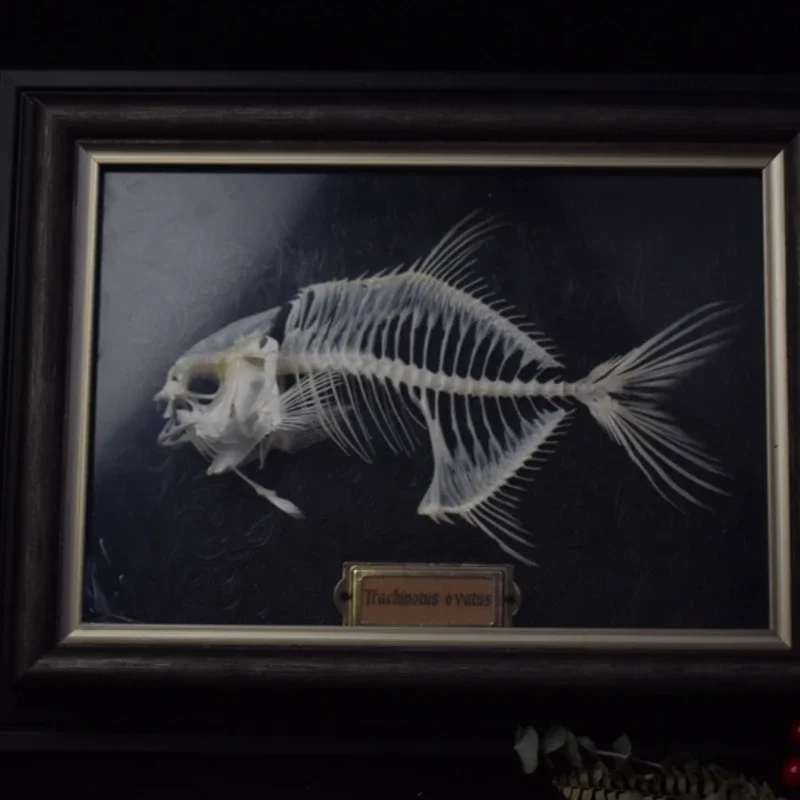 2021 Golden Pomfret Fish Skele - Art And Craft Science 评论和价格