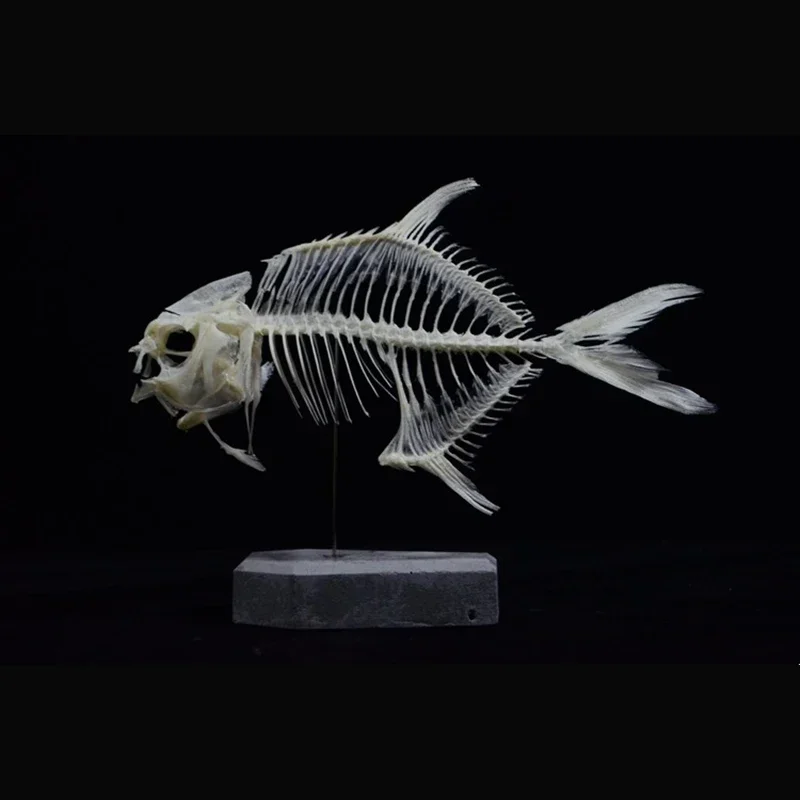 2021 Golden Pomfret Fish Skele - Art And Craft Science 评论和价格