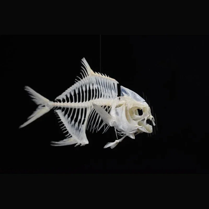 2021 Golden Pomfret Fish Skele - Art And Craft Science 评论和价格