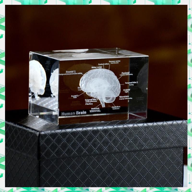 FIZP Crystal 3D Brain Anatomic - Art And Craft Science 评论和价格