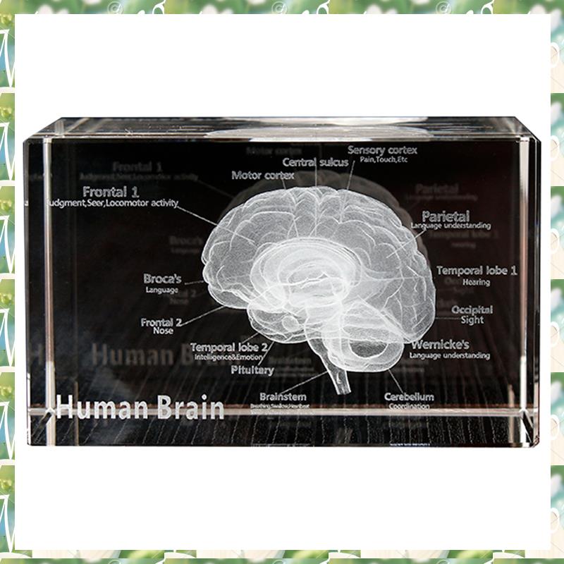 FIZP Crystal 3D Brain Anatomic - Art And Craft Science 评论和价格