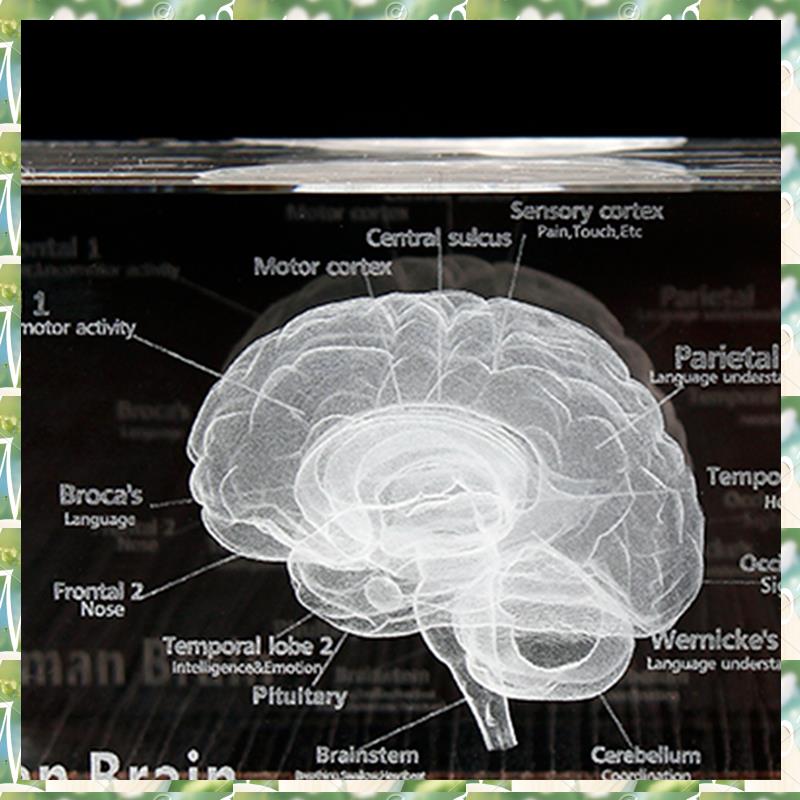 FIZP Crystal 3D Brain Anatomic - Art And Craft Science 评论和价格