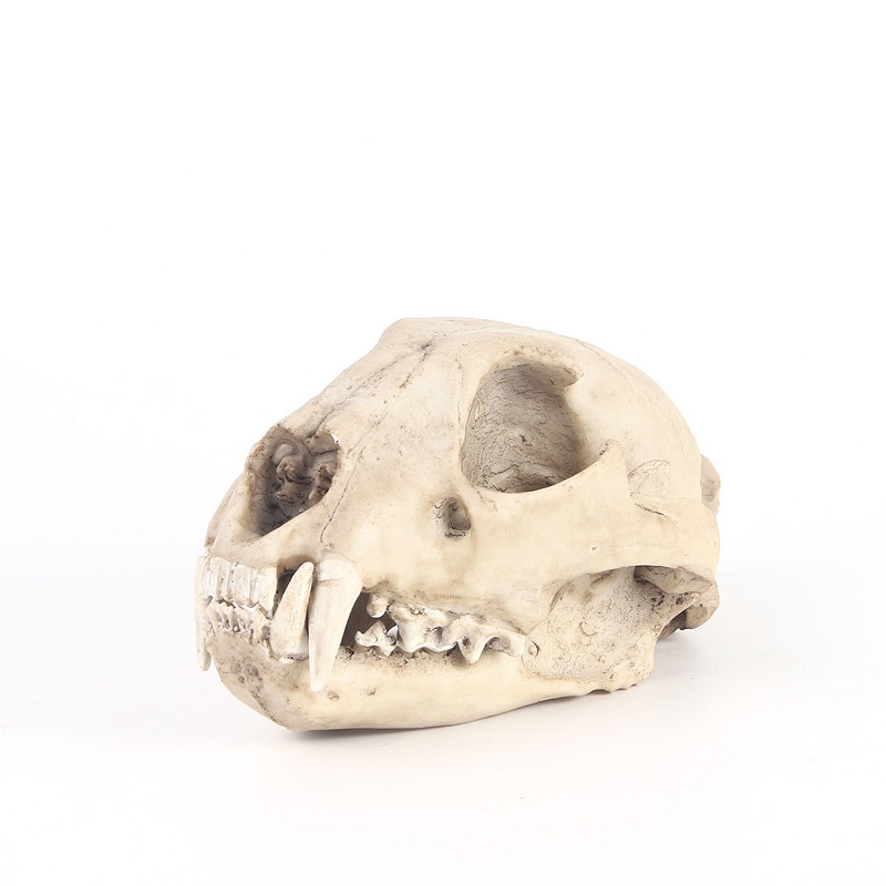 Leopard Skull Model Resin Craf - Art And Craft Science 评论和价格