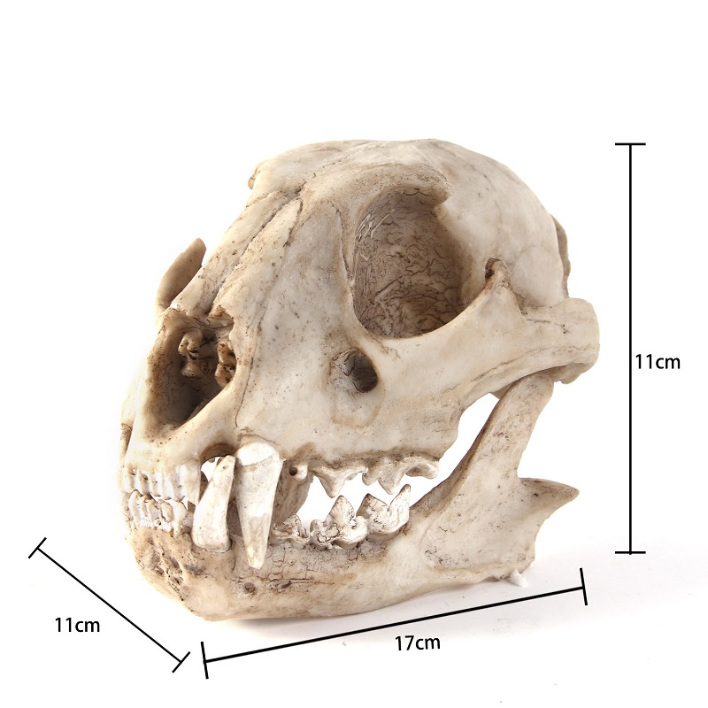Leopard Skull Model Resin Craf - Art And Craft Science 评论和价格