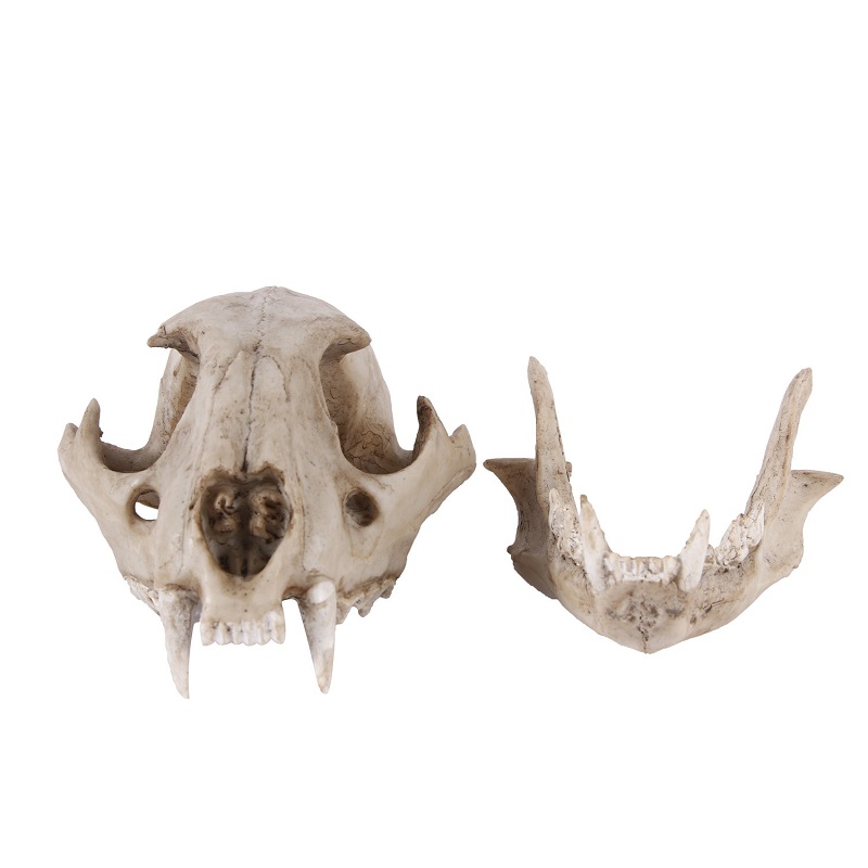 Leopard Skull Model Resin Craf - Art And Craft Science 评论和价格