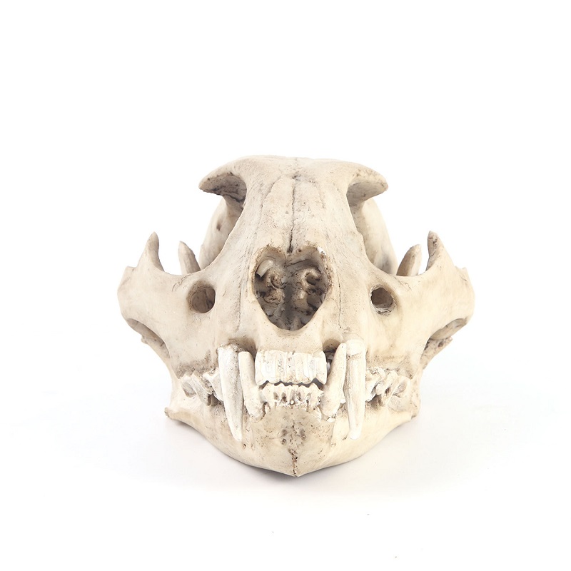 Leopard Skull Model Resin Craf - Art And Craft Science 评论和价格
