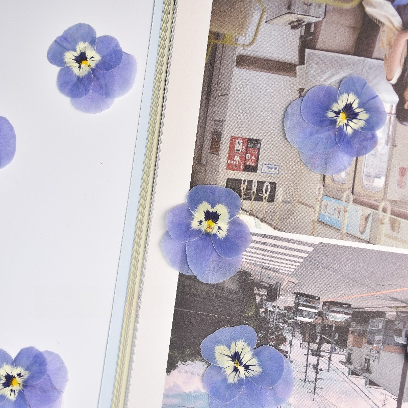 24pcs,Real Light Blue Pansy Pr - Art Craft 2 Year Olds 评论和价格