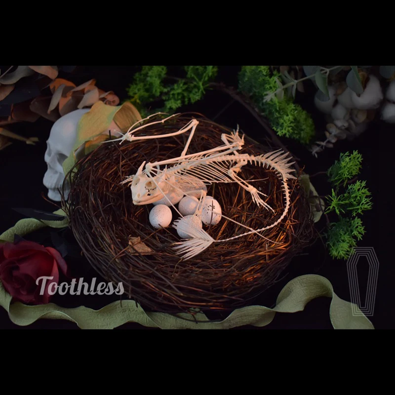 2125 Toothless Dragon Skeleton - Art And Craft Science 评论和价格