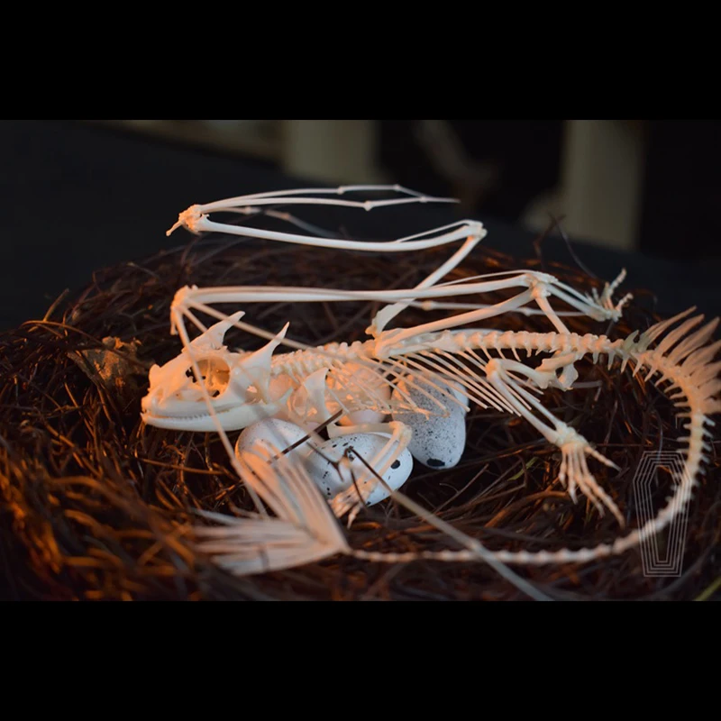 2125 Toothless Dragon Skeleton - Art And Craft Science 评论和价格