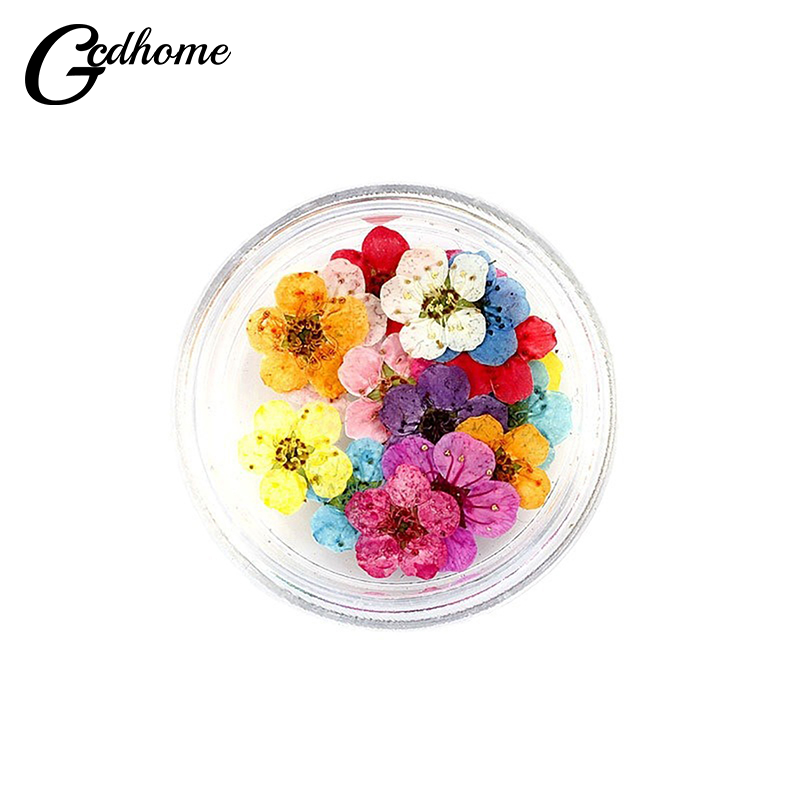 20pcs/box Pressed Dried Narcis - Art Craft 2 Year Olds 评论和价格