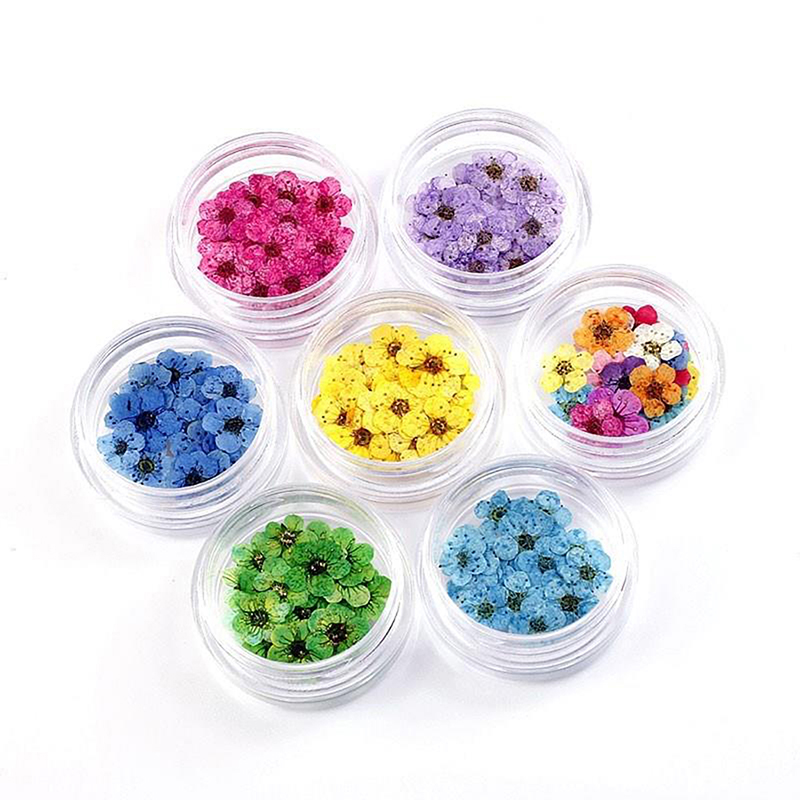 20pcs/box Pressed Dried Narcis - Art Craft 2 Year Olds 评论和价格