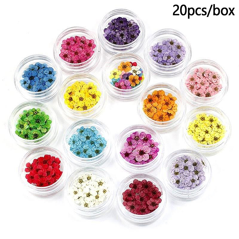 20pcs/box Pressed Dried Narcis - Art Craft 2 Year Olds 评论和价格