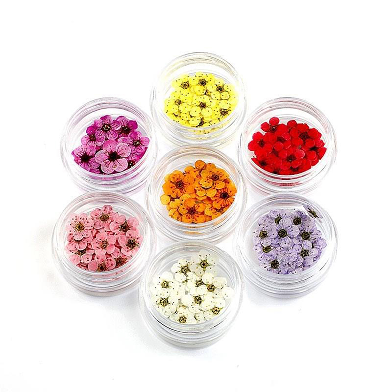 20pcs/box Pressed Dried Narcis - Art Craft 2 Year Olds 评论和价格
